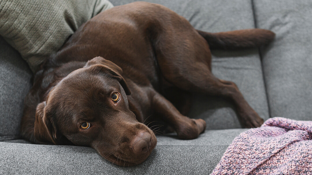Chocolate labrador lying on a grey sofa.