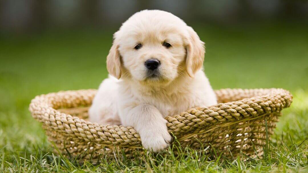 Golden puppy Retriever sitting in a basket.