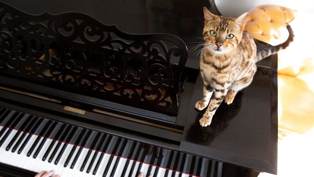 Bengal cat sitting on a piano while it's being played.