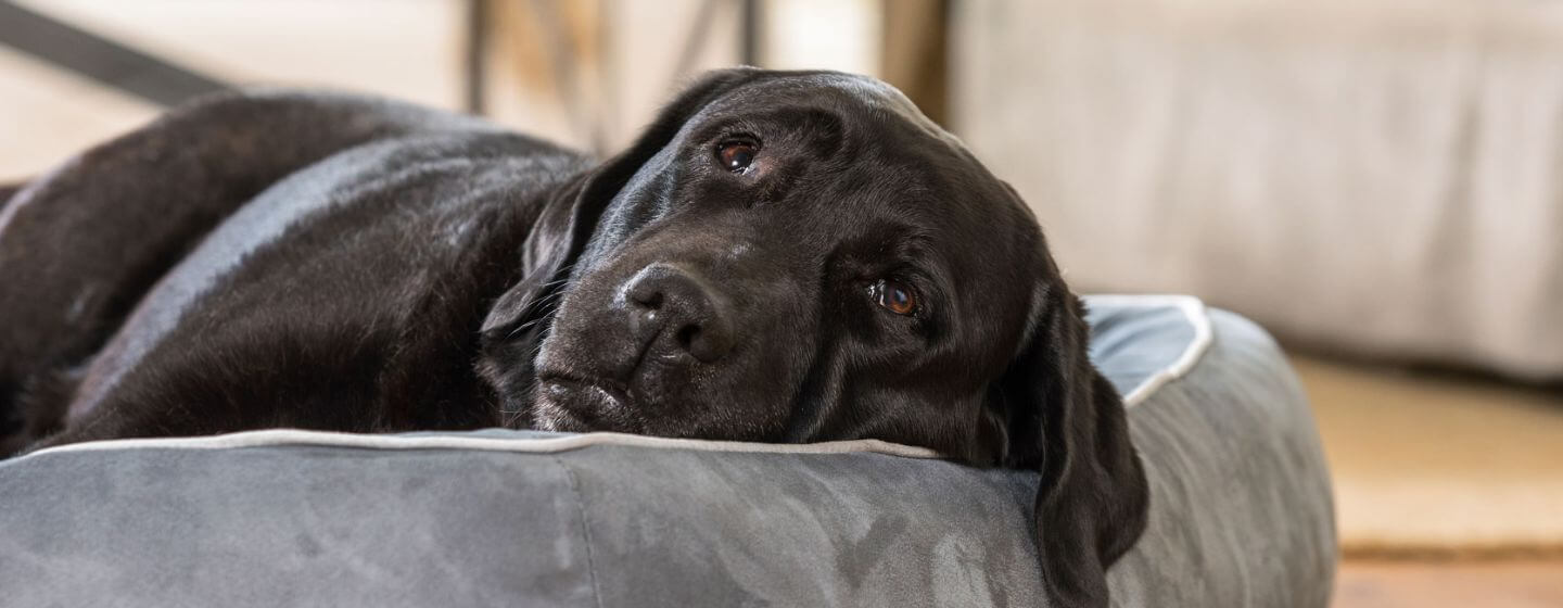 Black labrador lying on a dog bed.