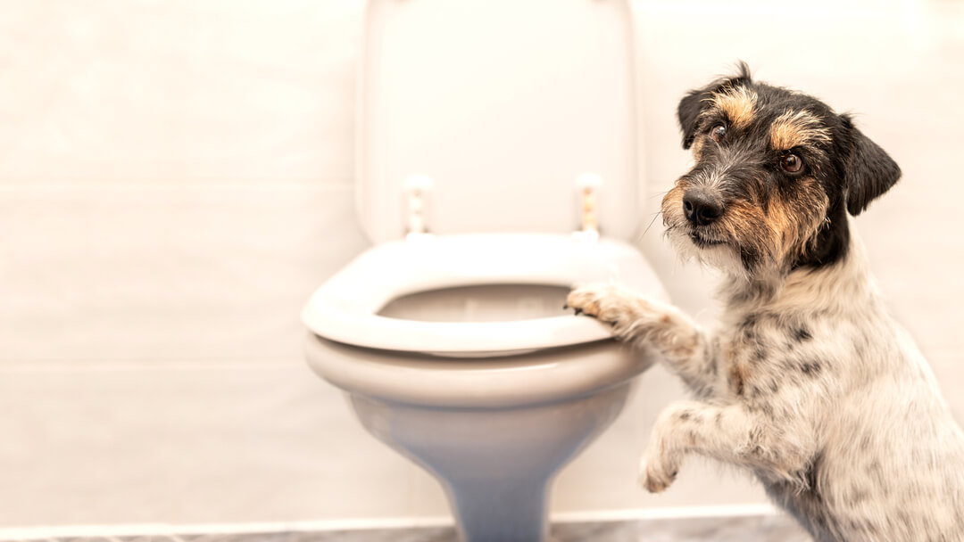 dog standing up on toilet