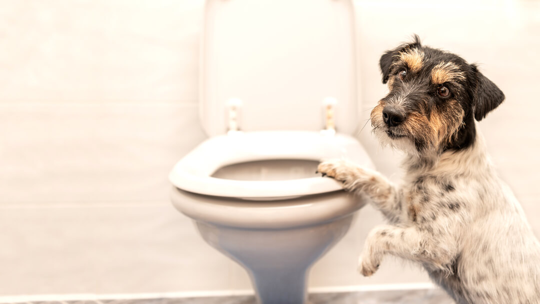 Dog standing on toilet showing signs of constipation