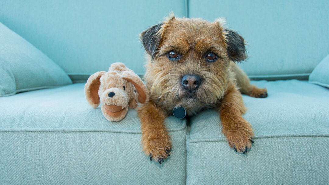 dog sitting on light blue sofa