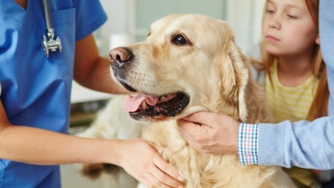 Golden retriever being held by owners and vet