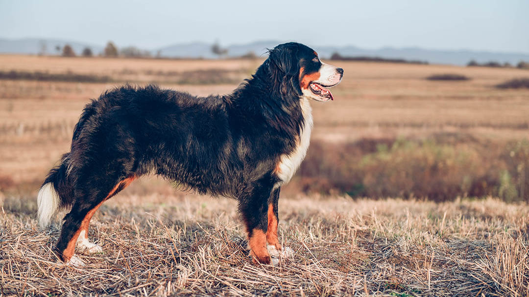 Dog standing in field.