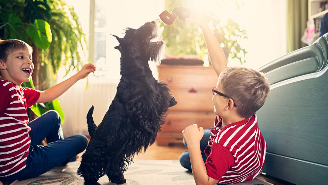 Dog playing with chew toys alongside children