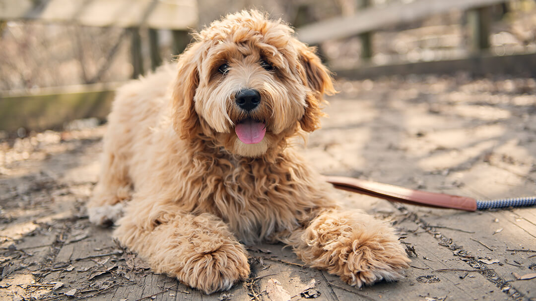 Dog displaying unusual behavior