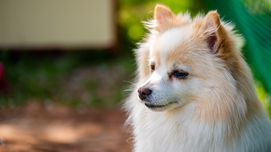 Dog close up