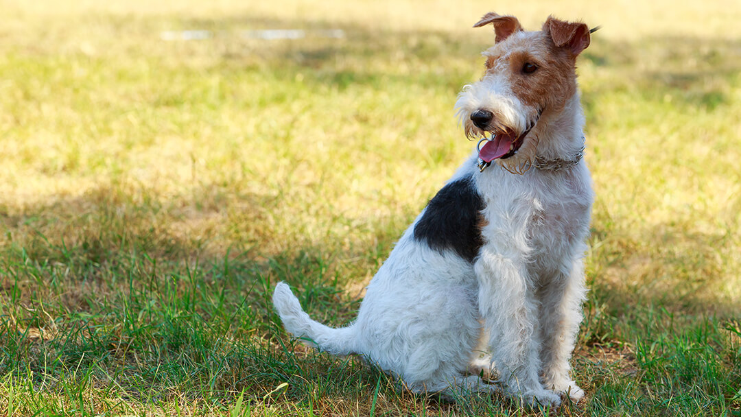 Dog sitting in field