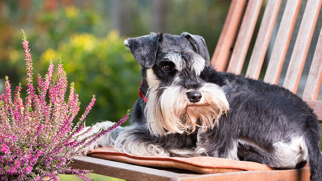 Dog with hernia issues