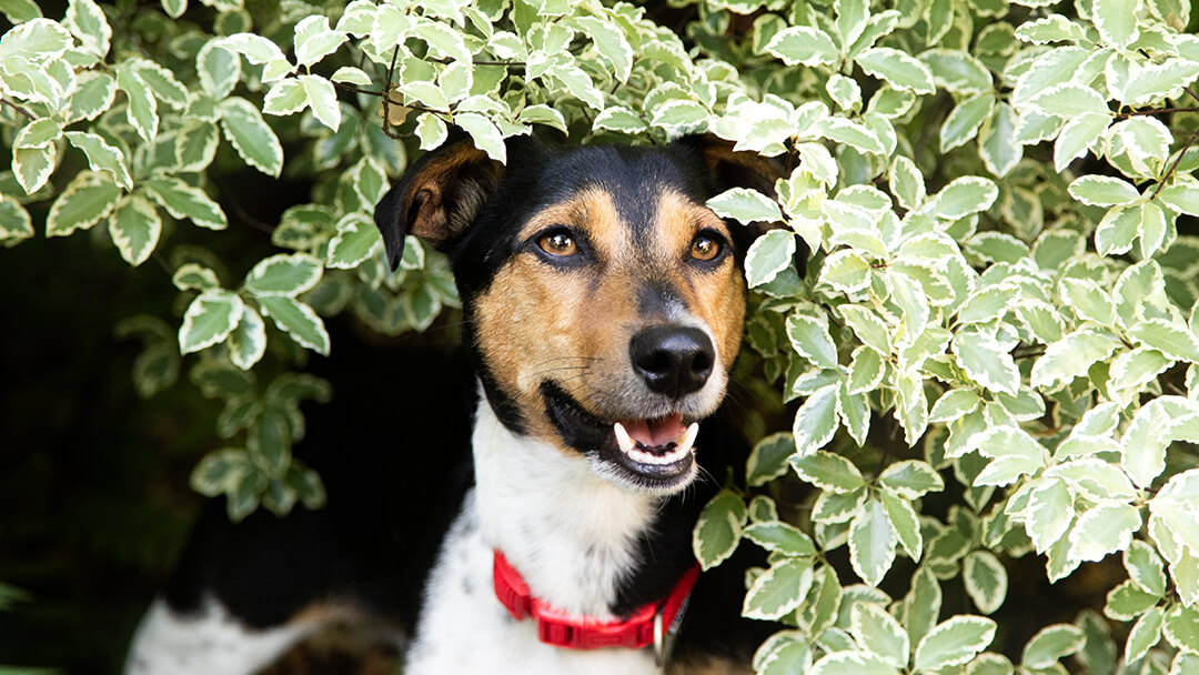 Dog sitting in shrubs