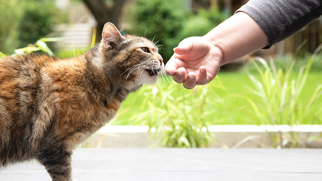 Cat sniffing hand outside