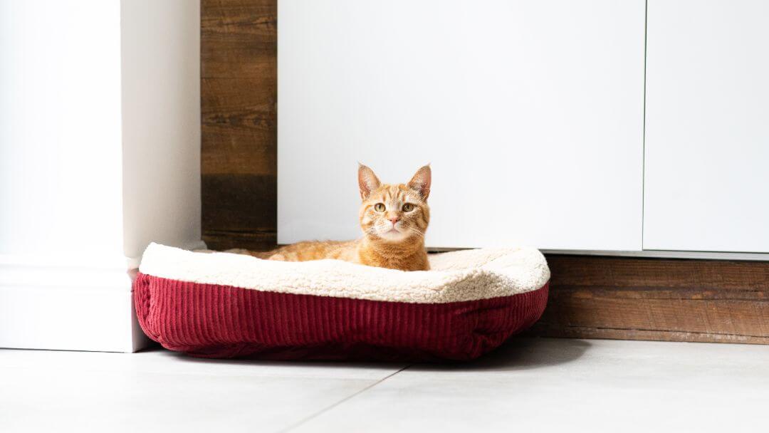 Ginger cat sitting in cat bed