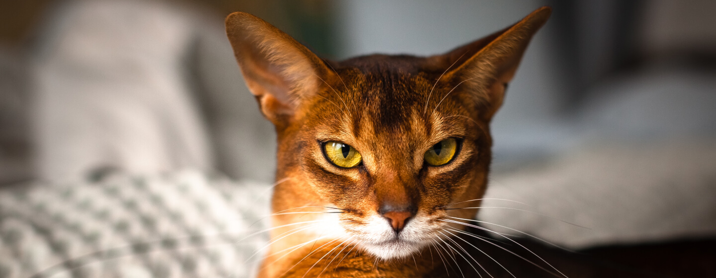 Chausie cat with light green eyes lying down.
