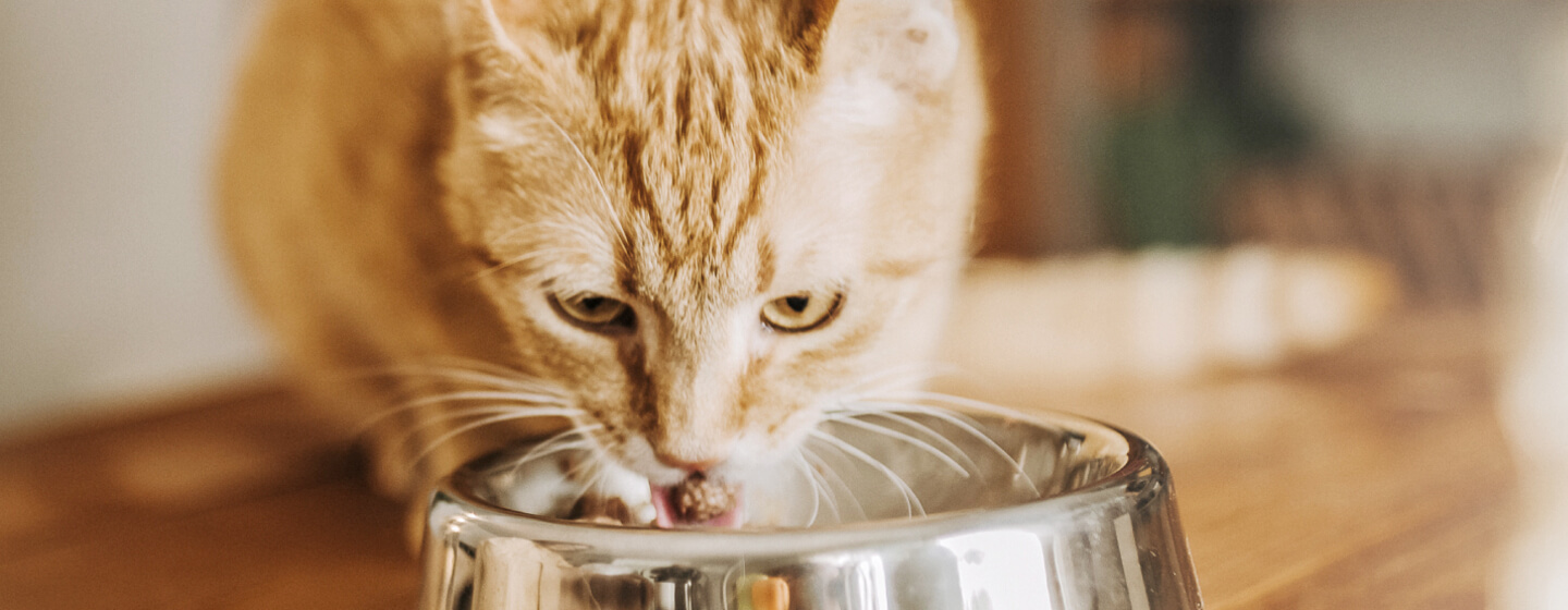 Ginger cat eating from bowl