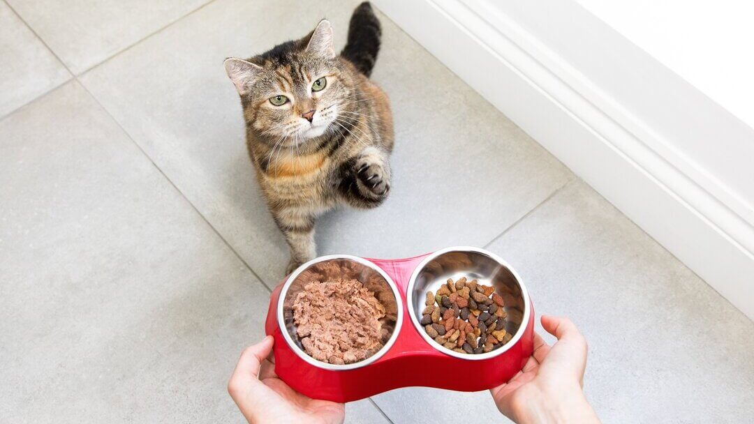Pregnant cat waiting for food