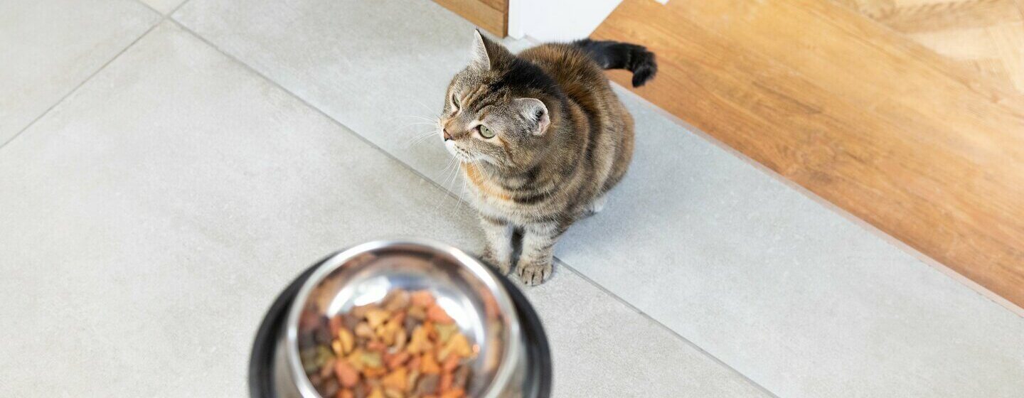 Indoor cat with food in bowl