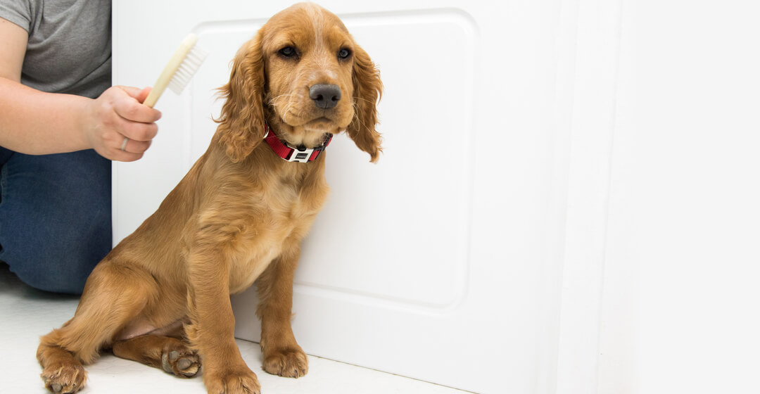 Puppy grooming with a brush