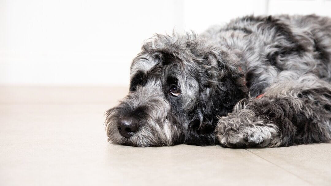 Sad grey dog lying on the floor.