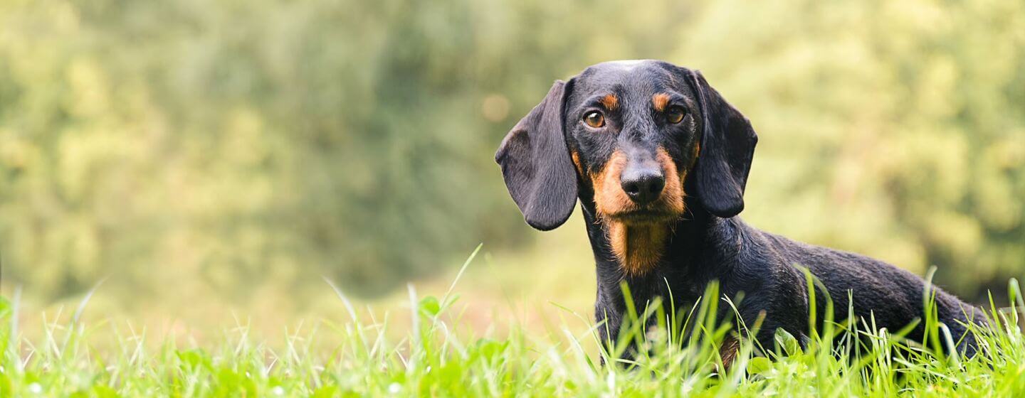 Dachshund in the grass