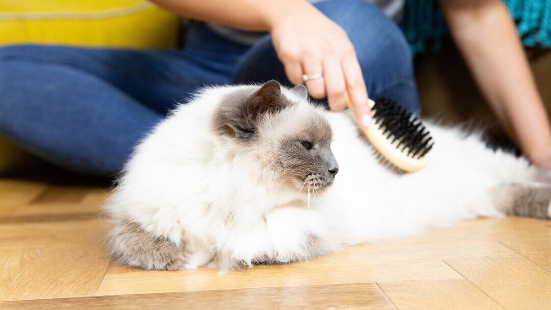 white cat being brushed