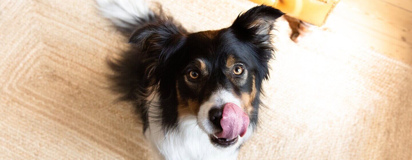 Black, brown and white dog licking lips sitting on the floor