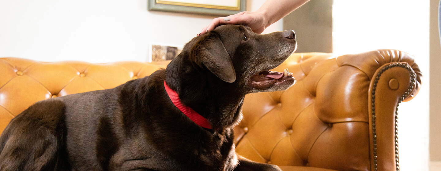 Dog sitting on sofa