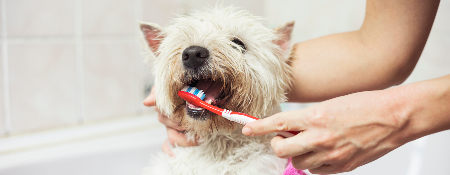 small white dog having her teeth brushed