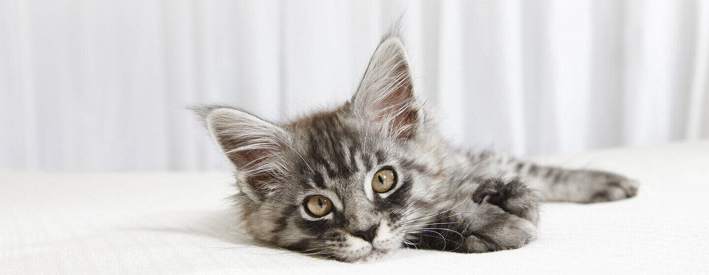 small kitten lying on a white bed