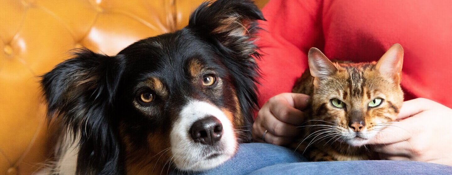 Dog and cat lying on owner.