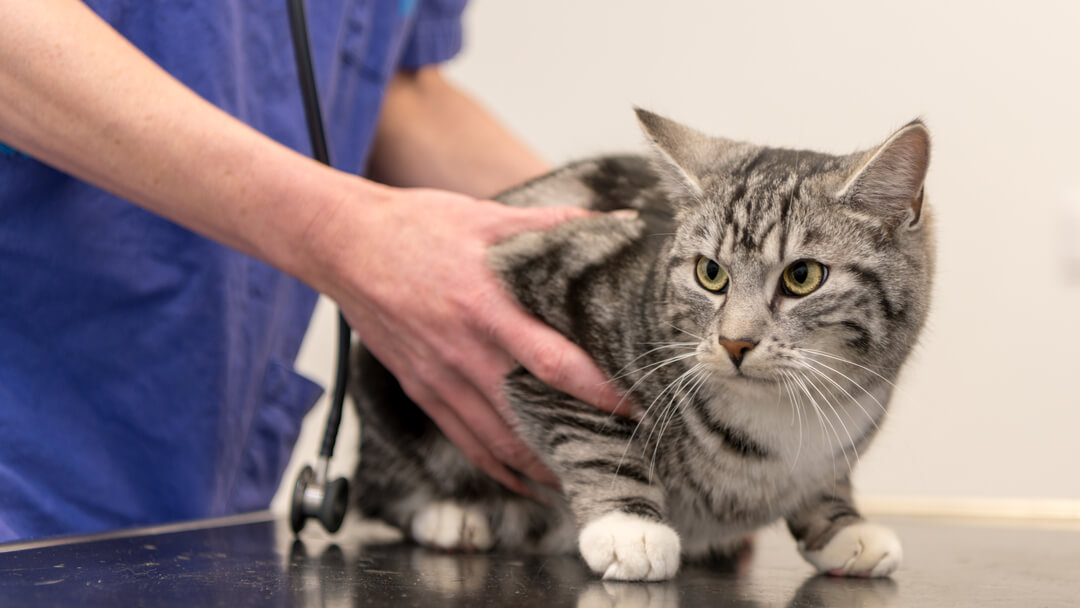 Cat examined by vet