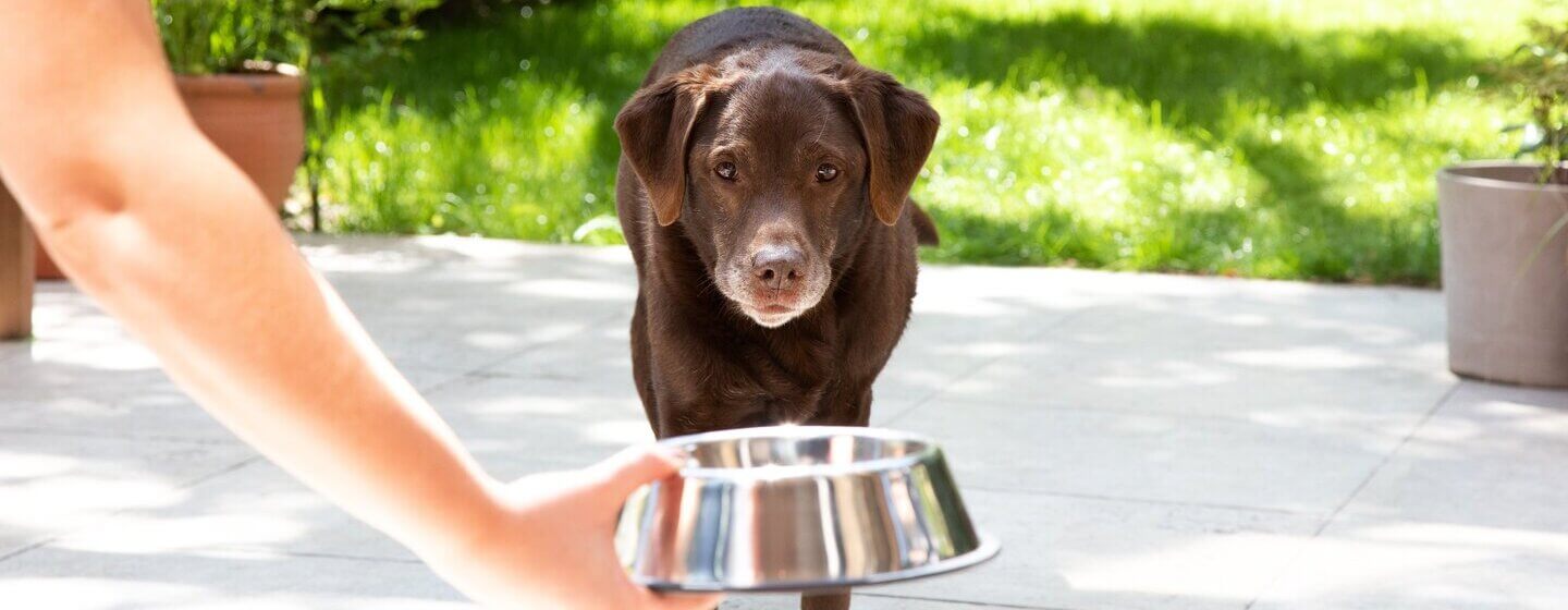 Older labrador being handed a bowl