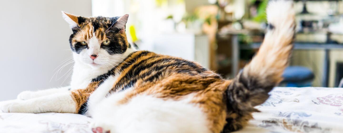 Spotty cat lying down on bed.