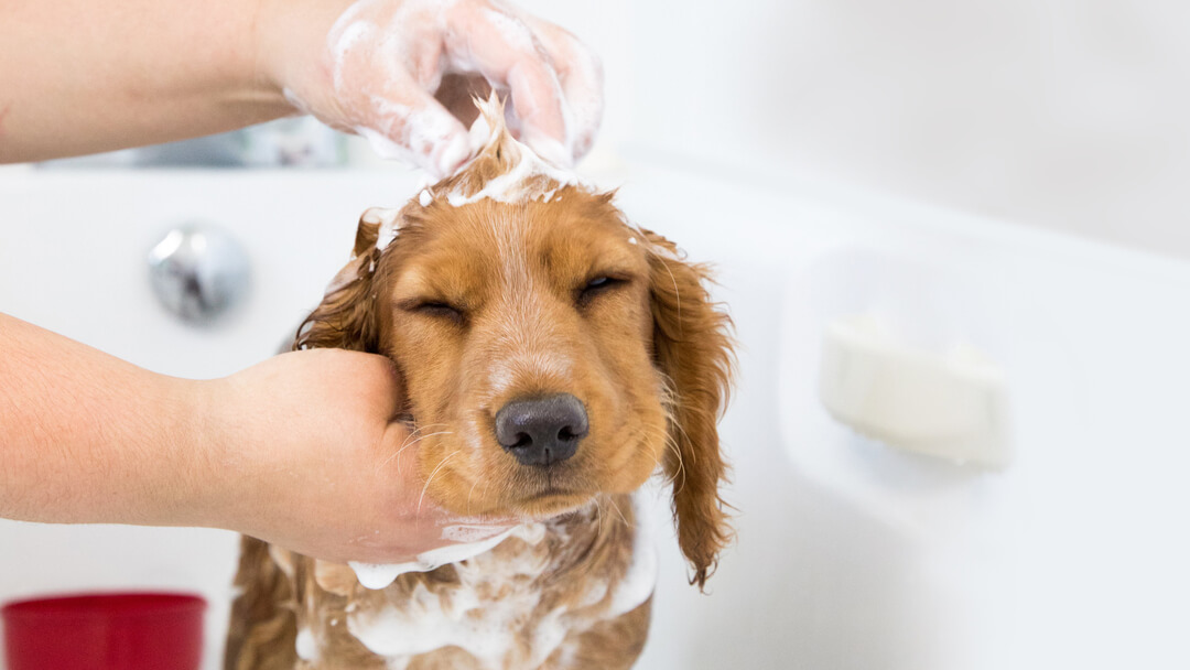 puppy having a bath