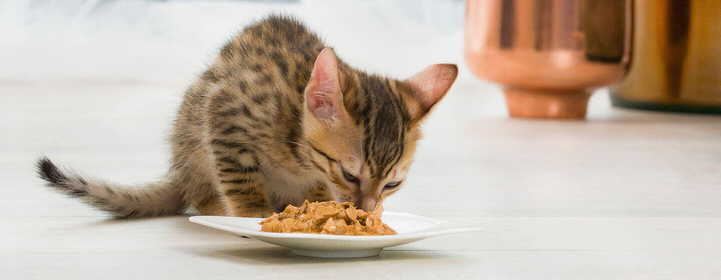 Brown kitten eating food out of a plate