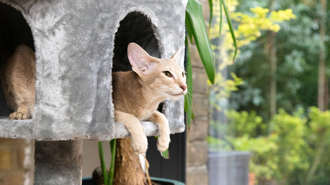 House cat in a basket
