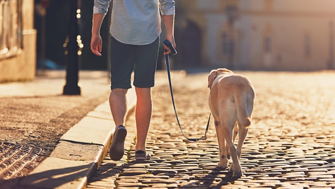 Golden Labrador walking down pebbled street with owner.