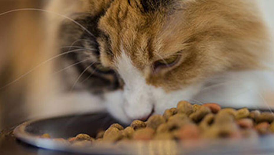 Tortoiseshell cat eating bowl of food