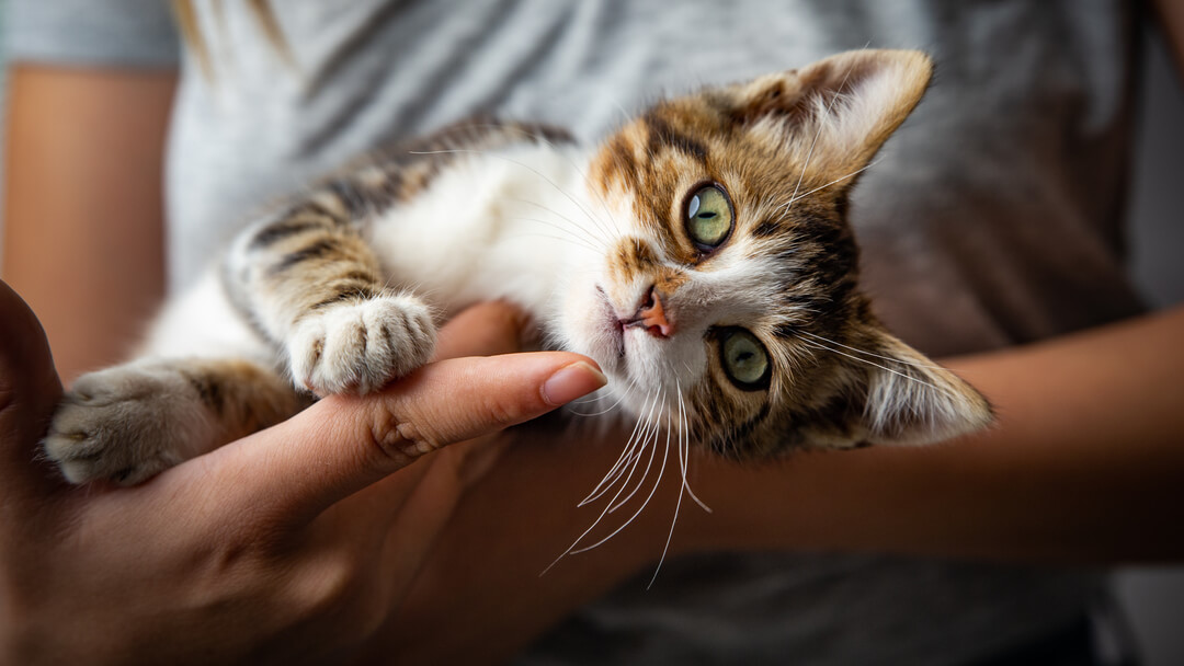 Kitten cradled by owner