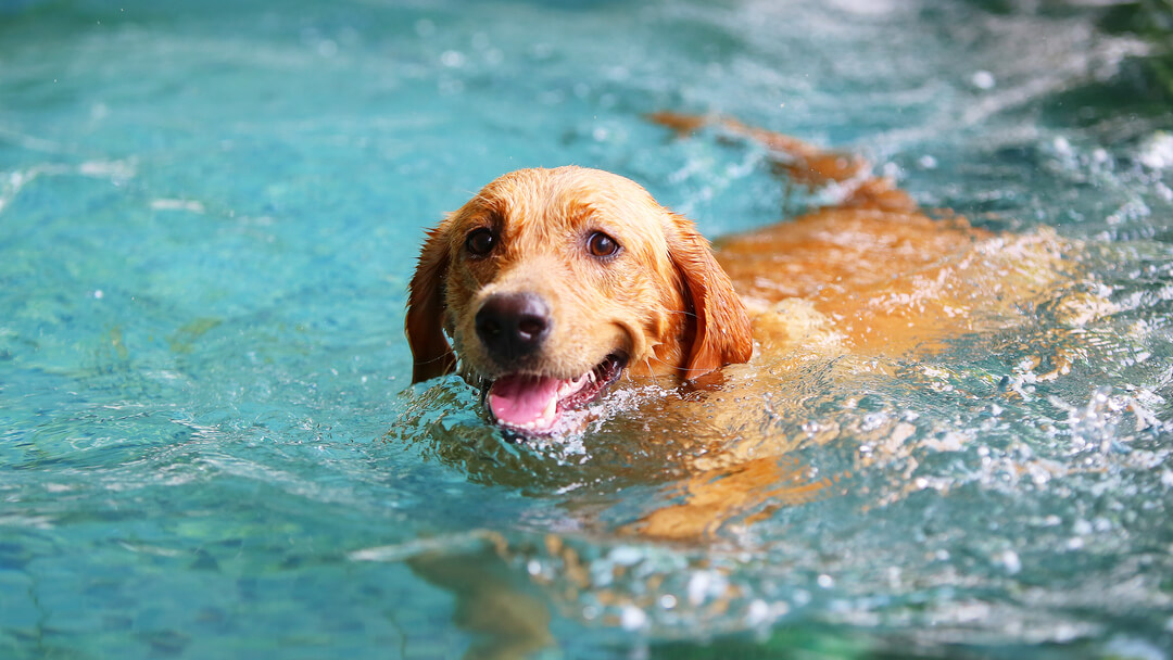 Dog enjoying swimming in a calm pool