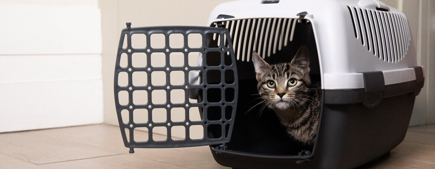 Kitten sitting in a cat crate