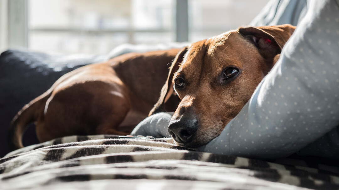 Dog relaxed on bed