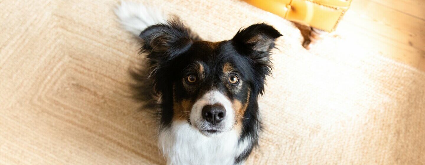 obedient dog looking up at camera