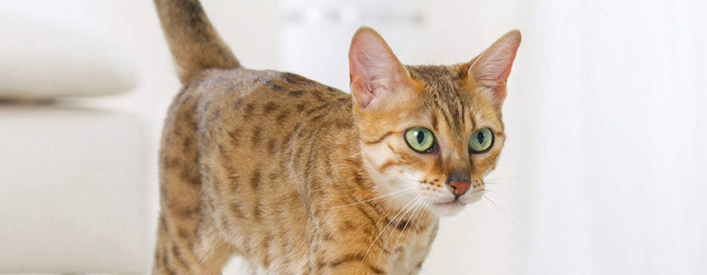 bengal cat with green eyes