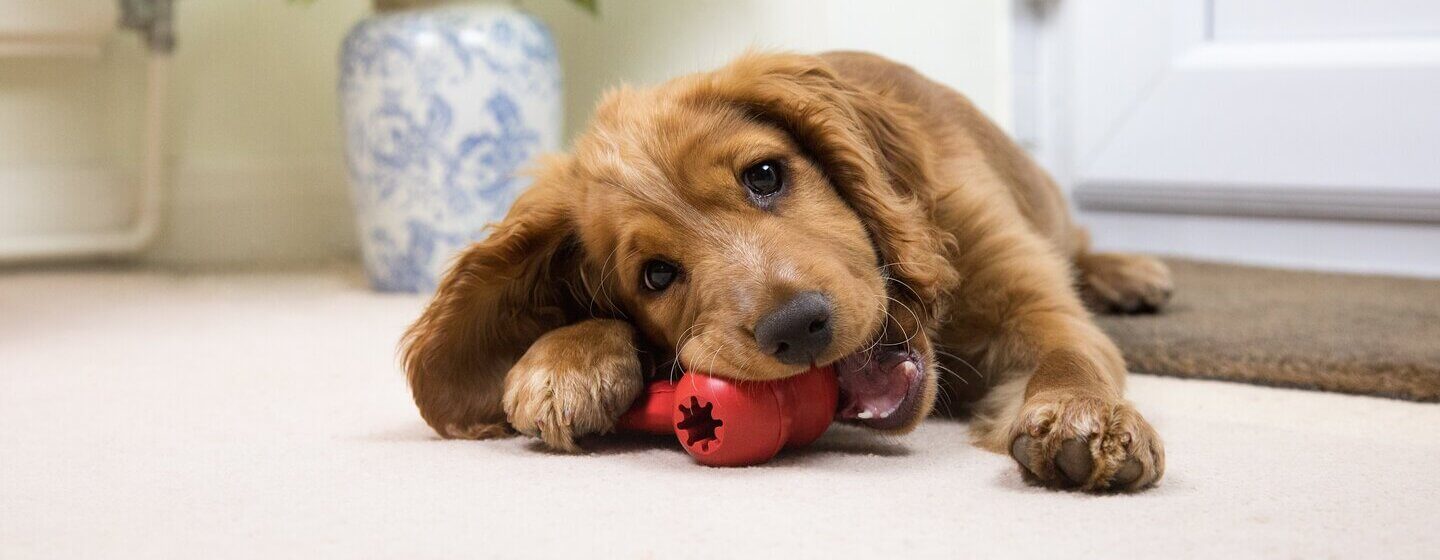 Brown puppy Spaniel chewing red toy