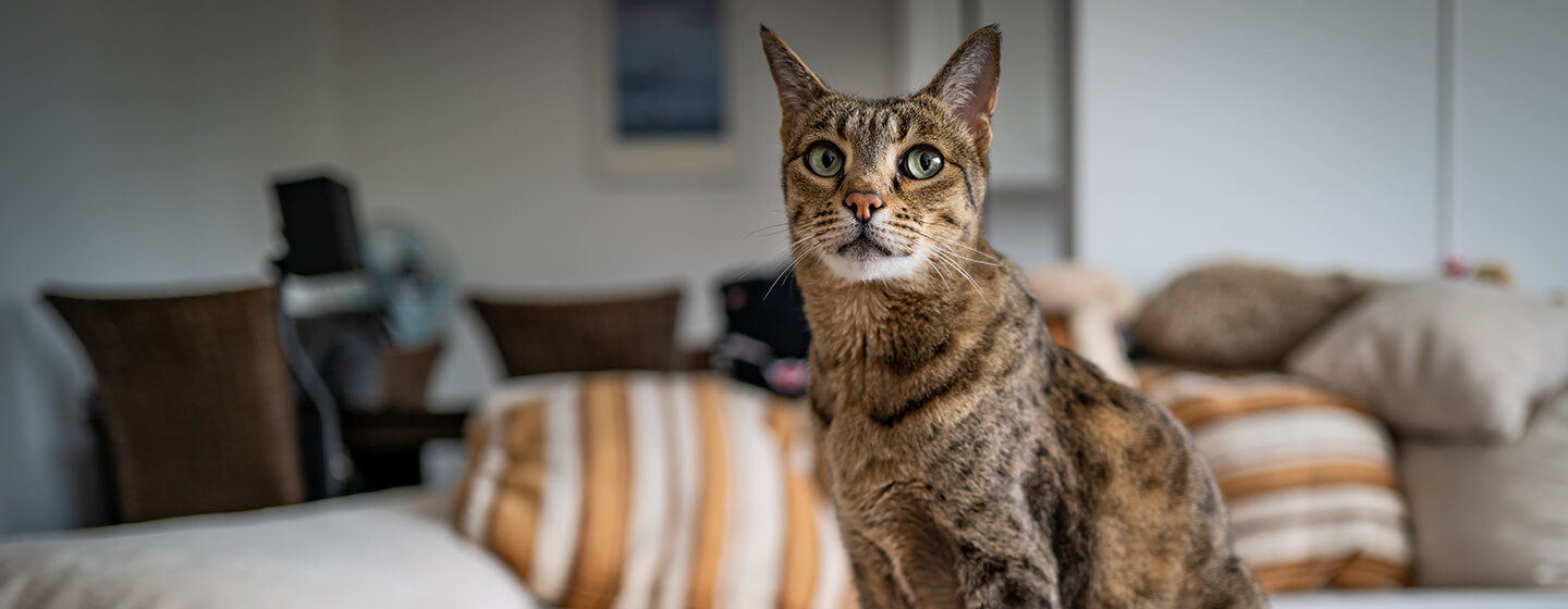 Cat sitting on couch