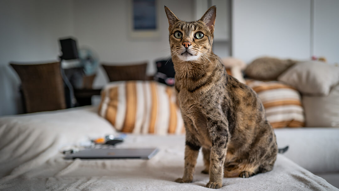 Cat sitting on couch making a meowing noise