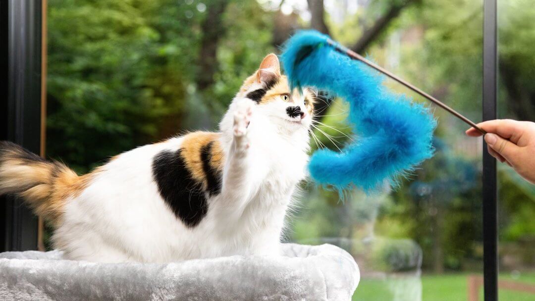 Patch coloured cat playing with blue fur toy