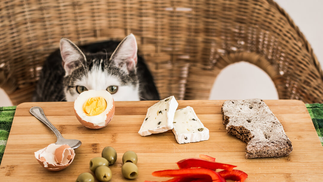 Cat looking at human foods on a table