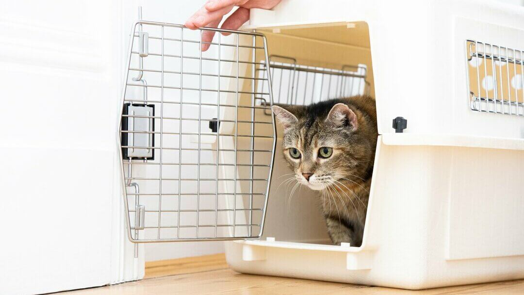 Brown kitten coming out of white cat cage after vaccination